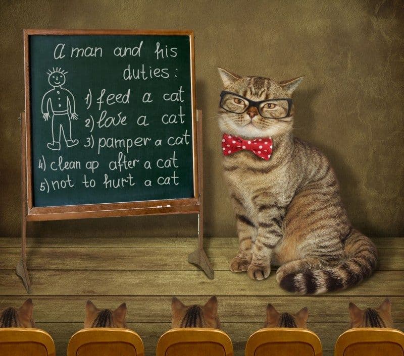 Учитель-котик
